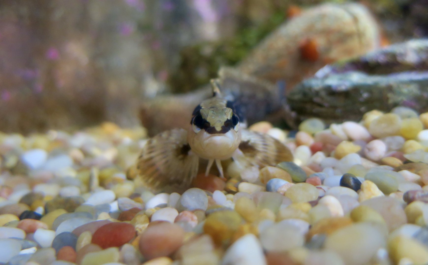Masked Prickleback (Ernogrammus walkeri)