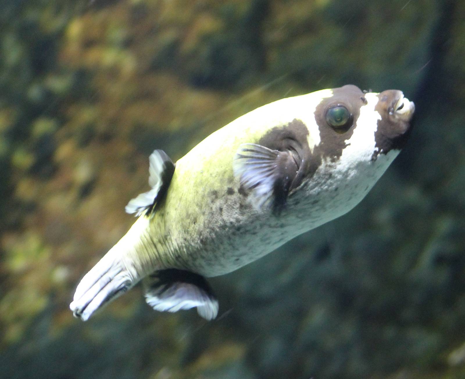 Masked puffer
