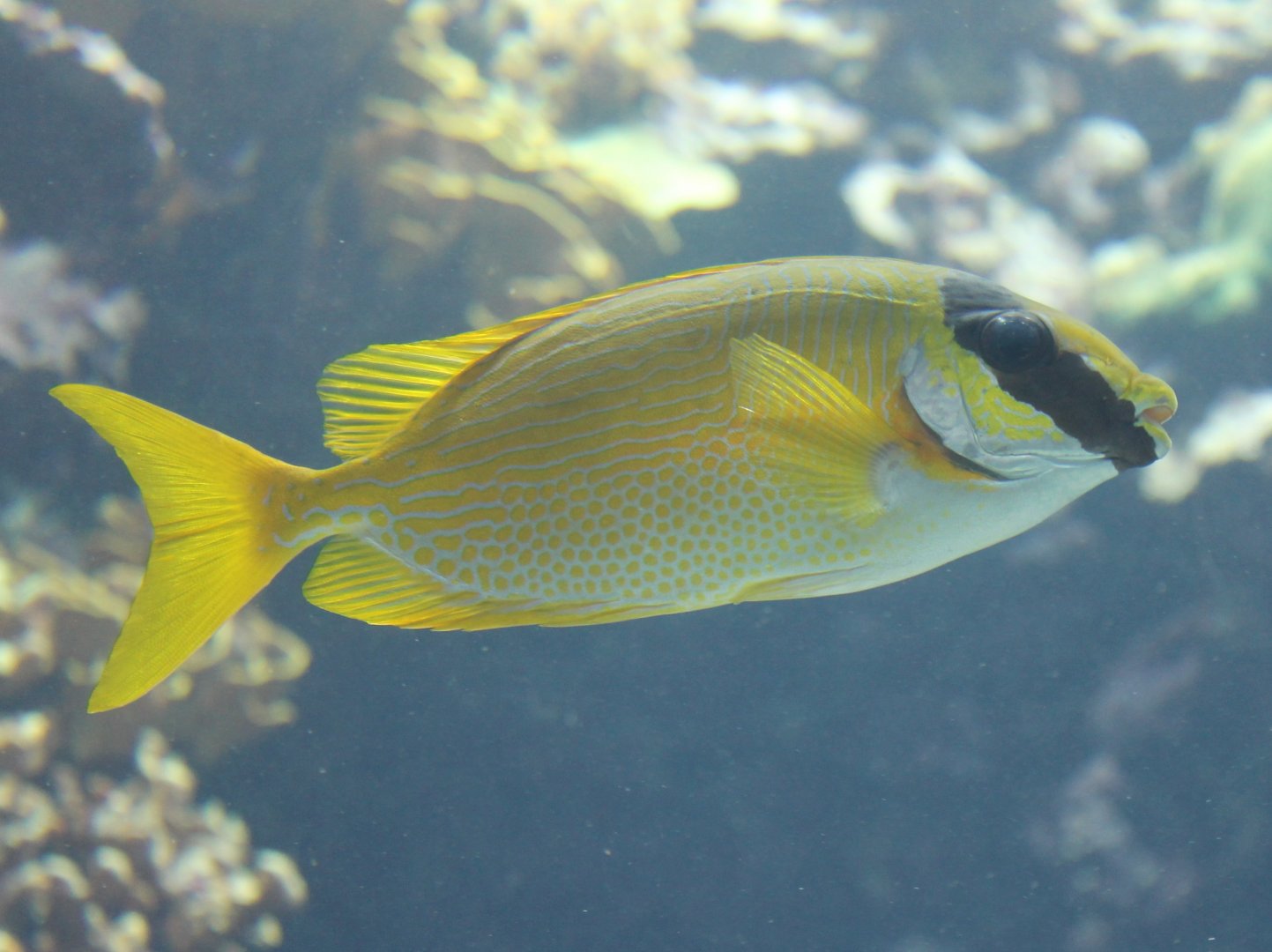 Masked rabbitfish - Siganus puelius