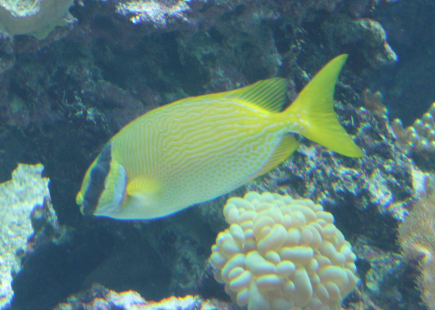 Masked rabbitfish - Siganus puellus