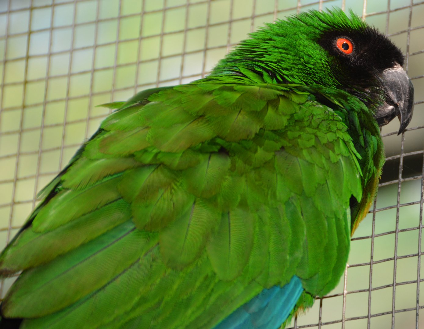 Masked shining-parrot.    Fiji