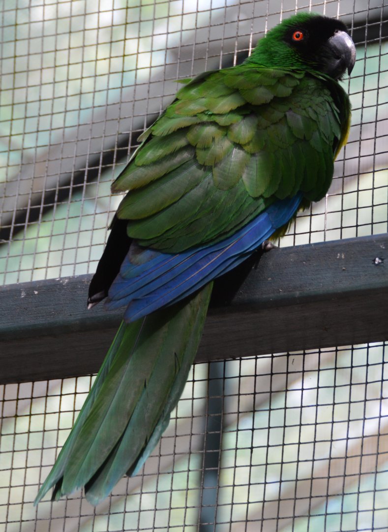Masked shining-parrot.    Fiji