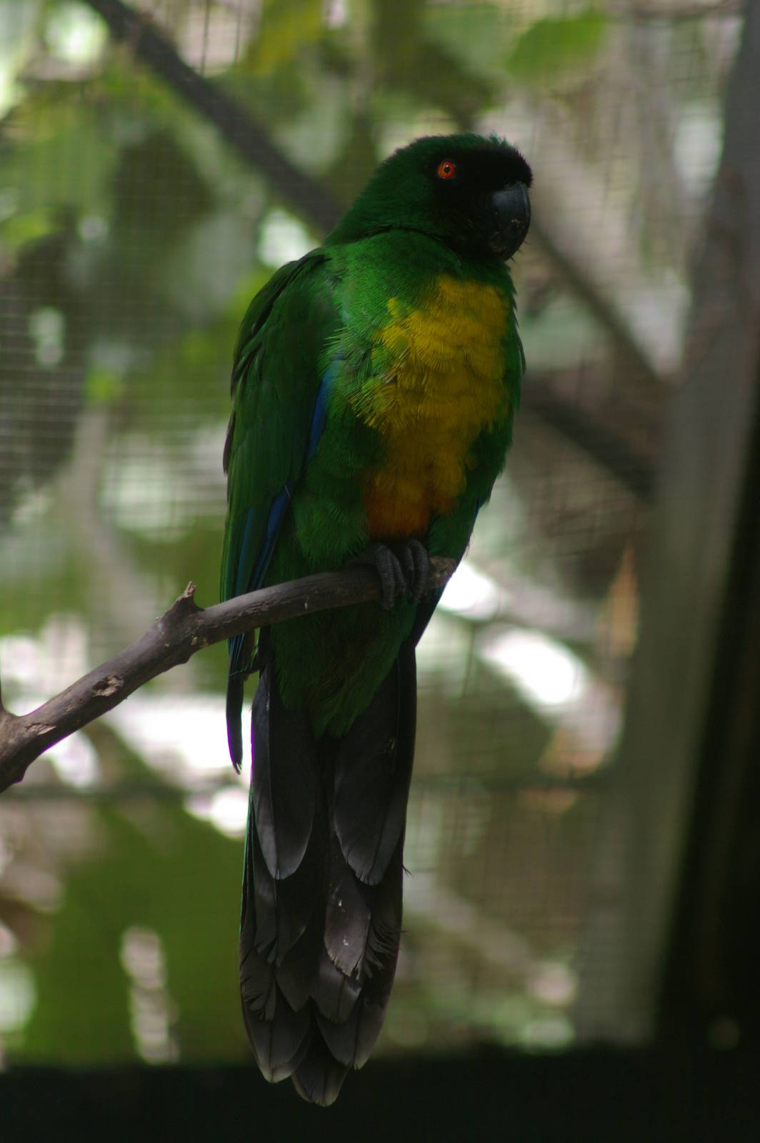 masked shining parrot (Prosopeia personata)