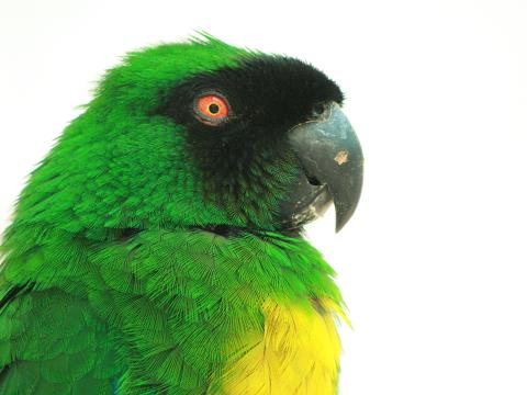 Masked Shining-parrot