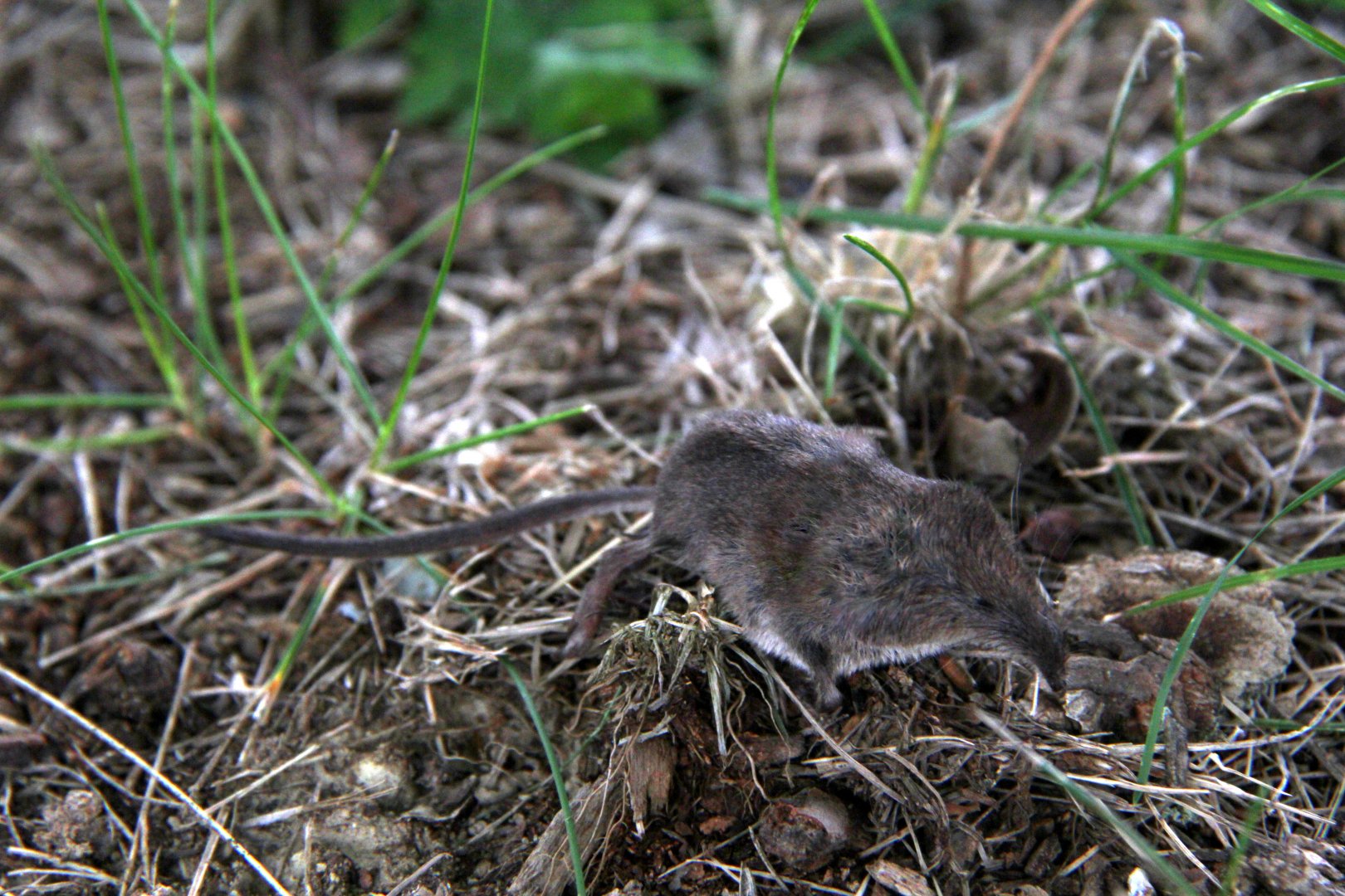 masked shrew (Sorex cinereus)