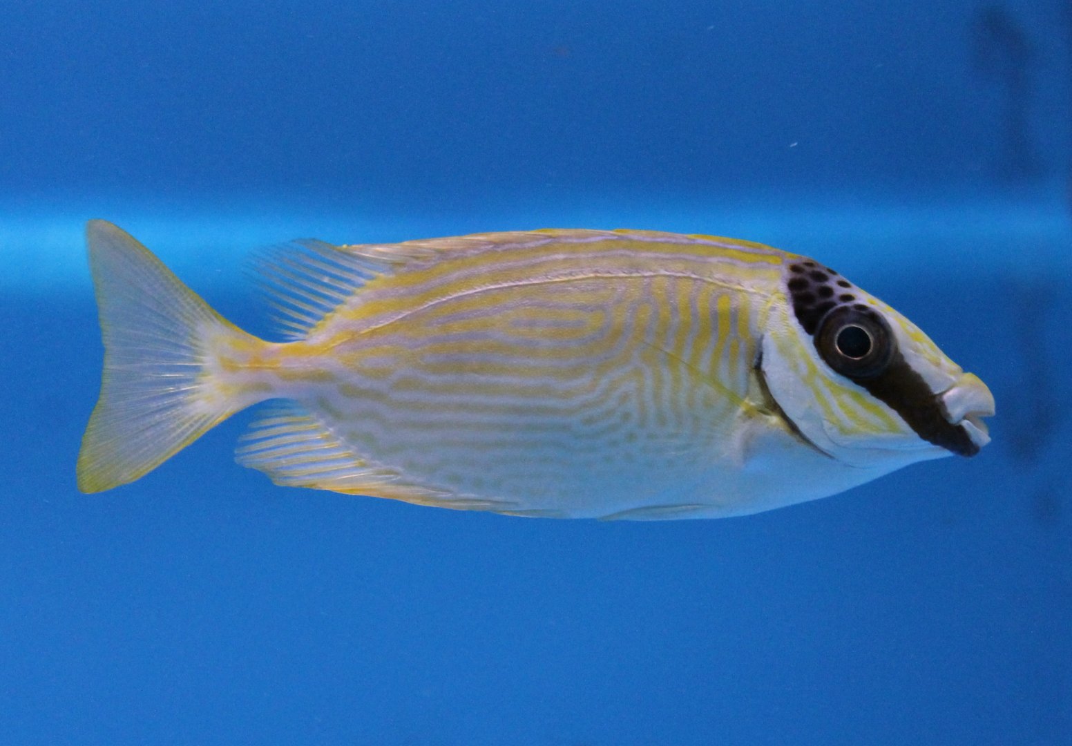 Masked spinefoot - Siganus puellus