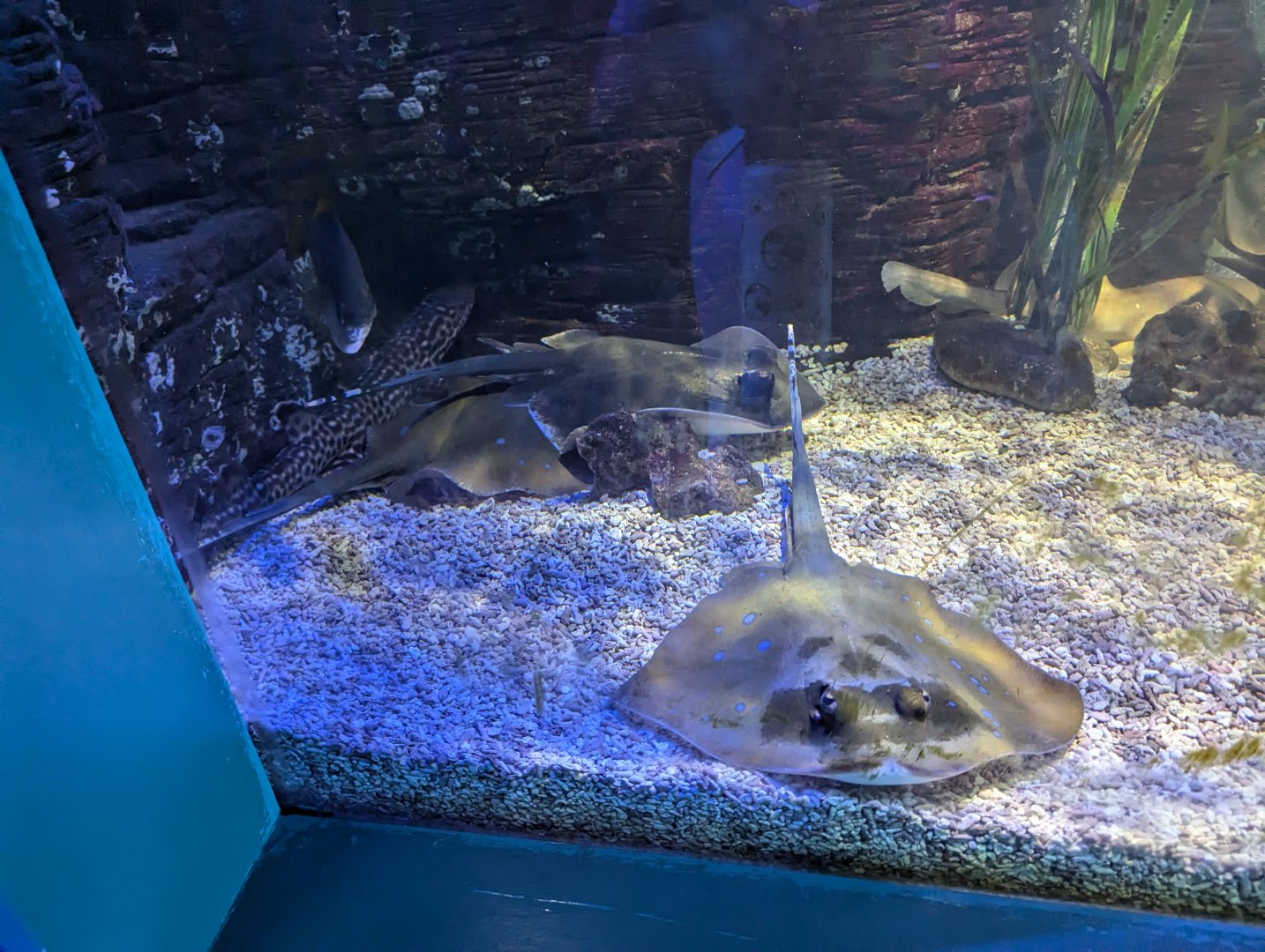 Masked Stingray/Blue-spotted Ray