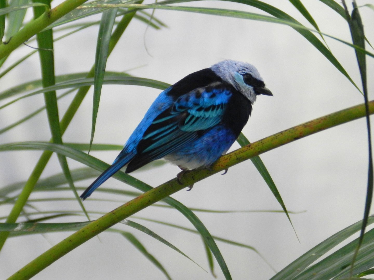 Masked Tanager