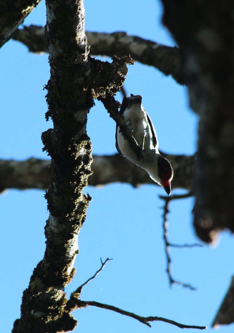 Masked Tityra - Mar 2019