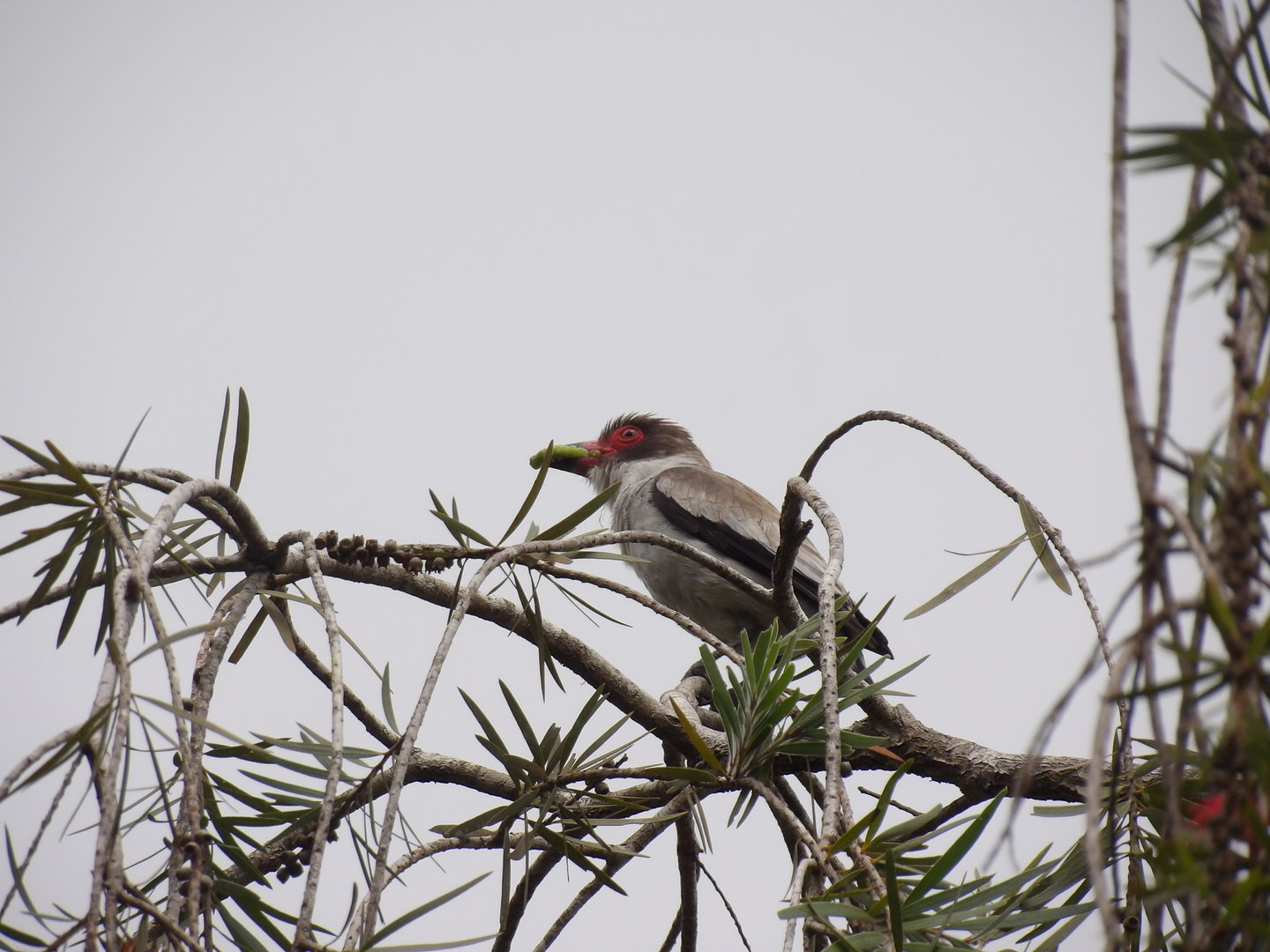 Masked Tityra (Monteverde May 2022)