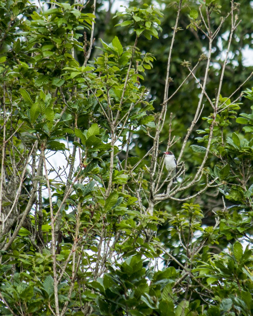 Masked tityra, Tityra semifasciata