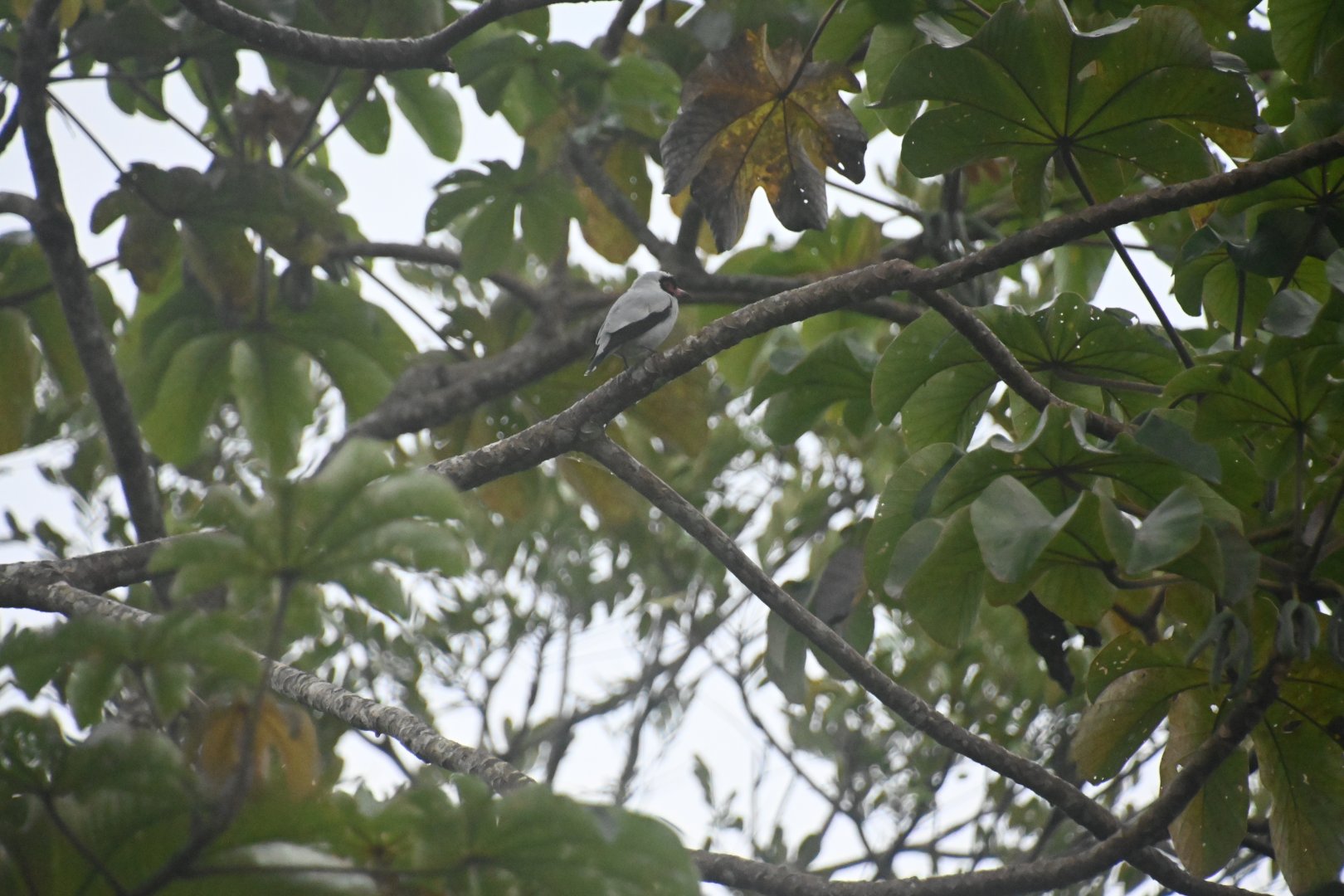 Masked tityra (Tityra semifasciata)