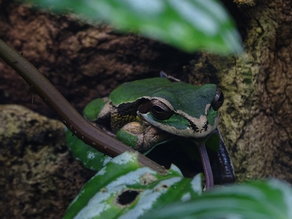 Masked tree frog (Smilisca phaeota)