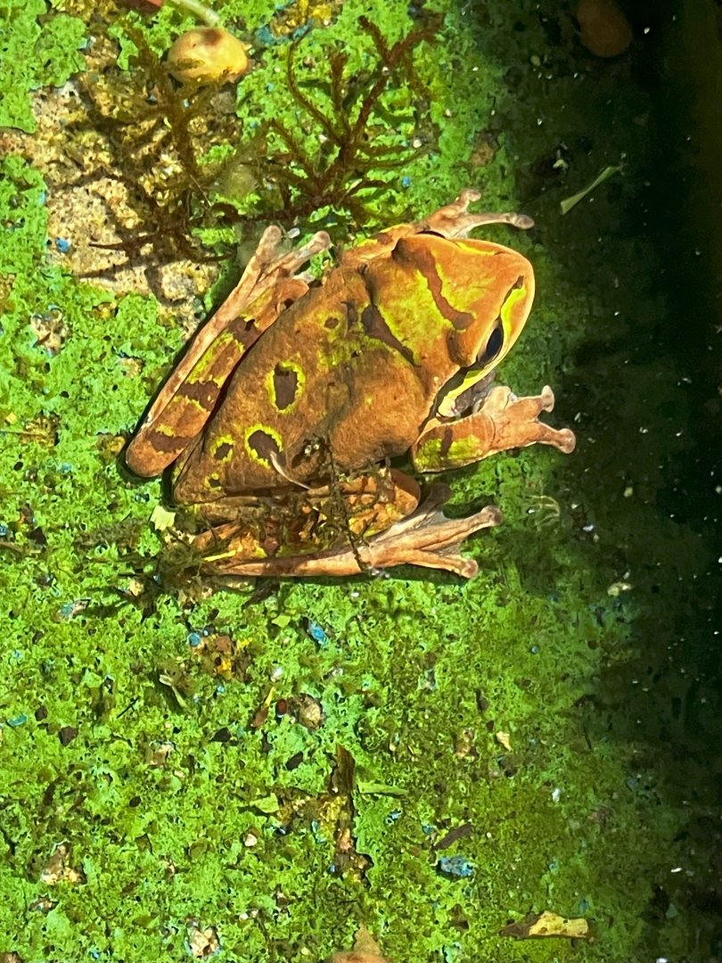 Masked Tree Frog