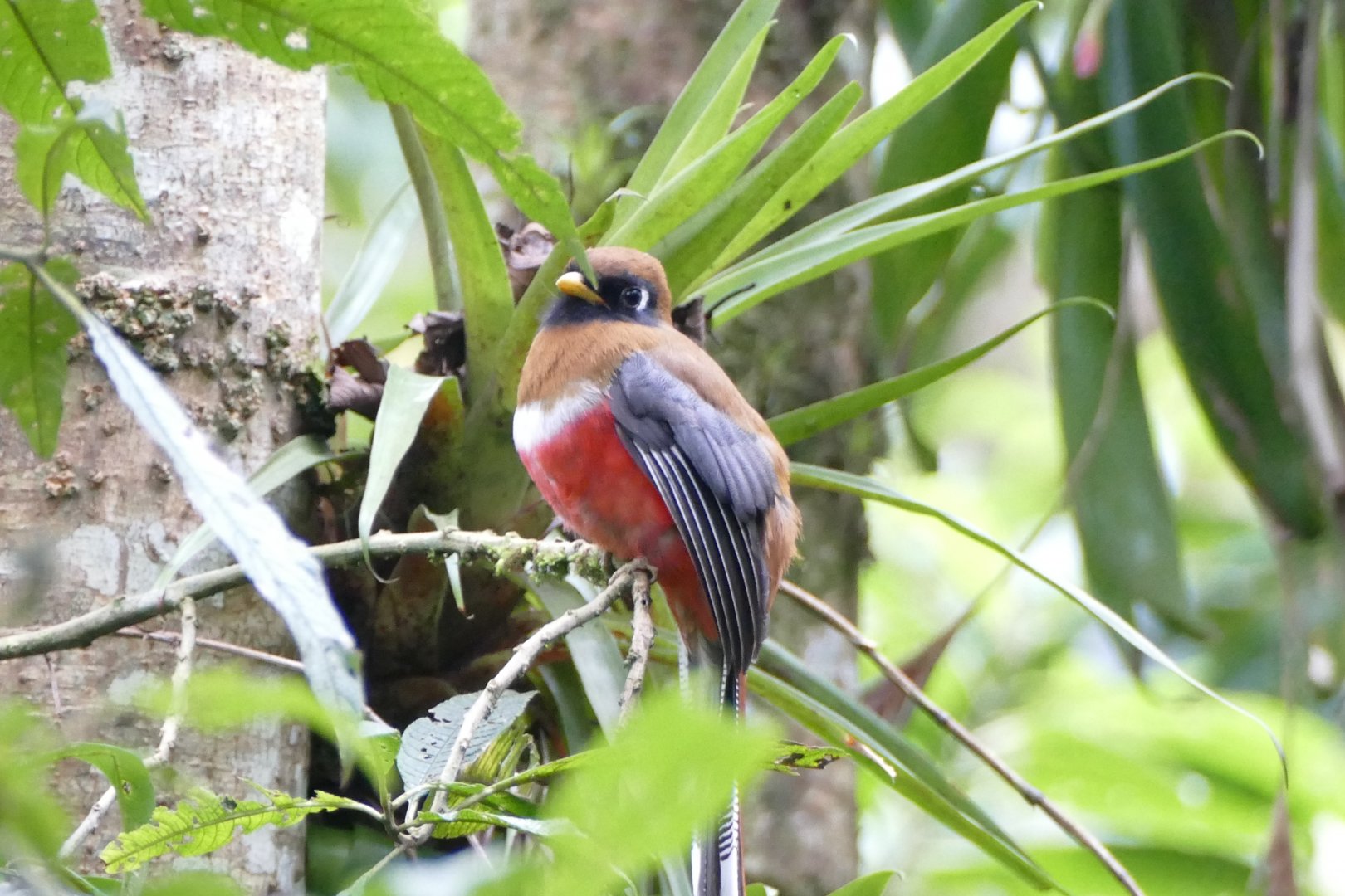 Masked Trogon