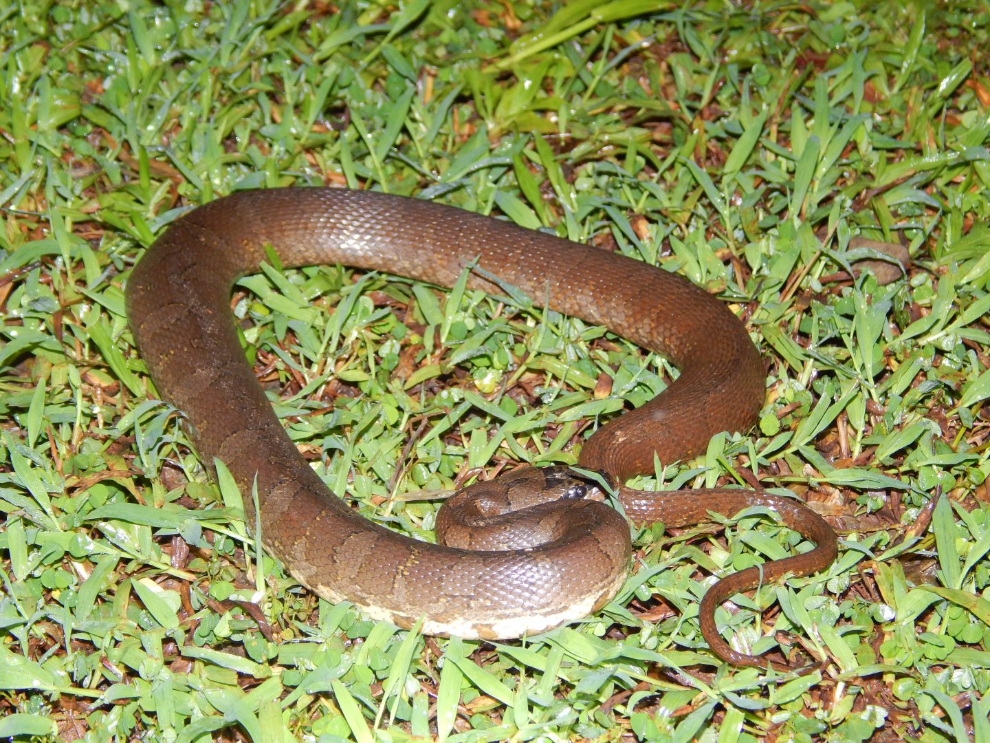 Masked Water Snake (Homalopsis buccata)