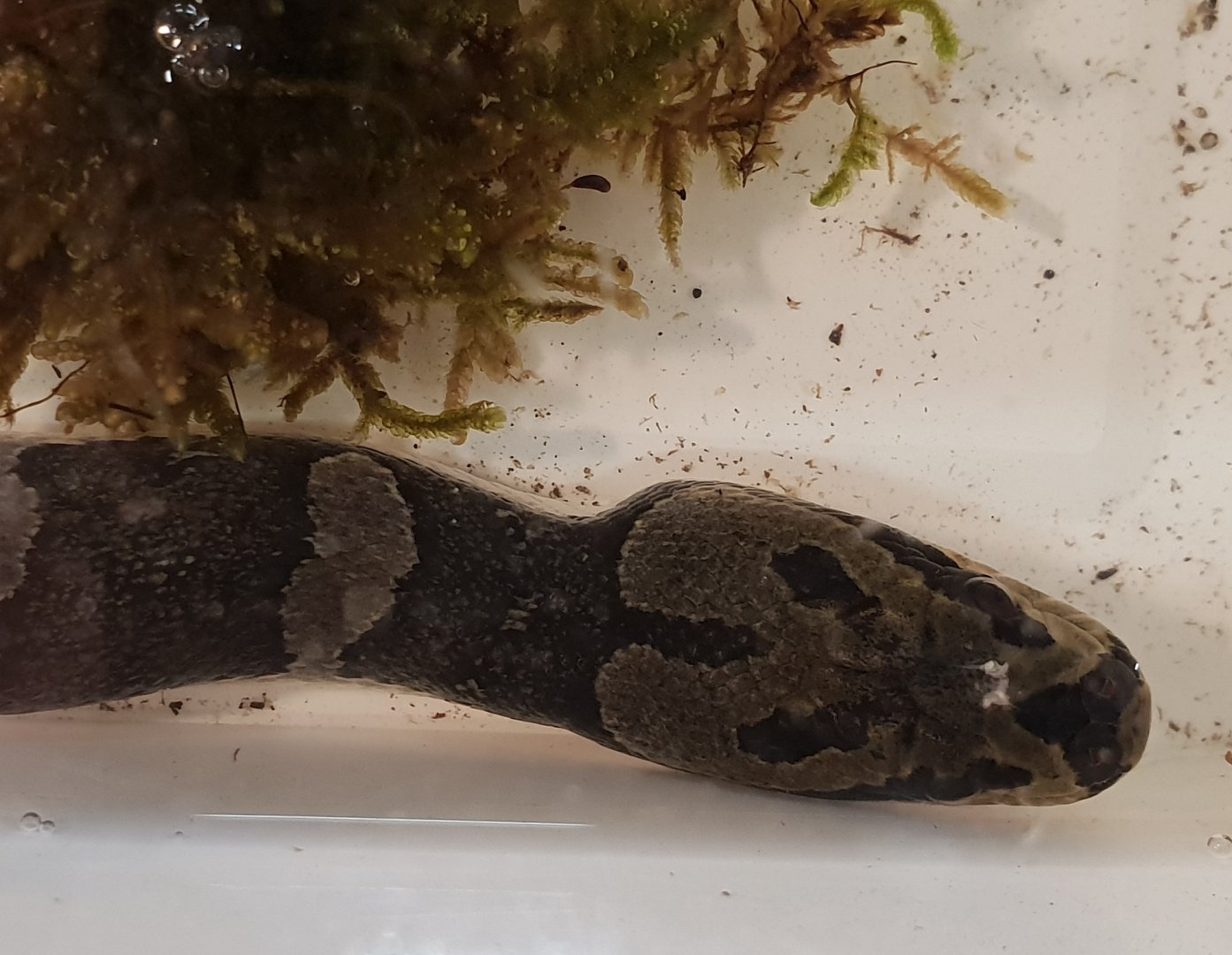 Masked water snake - Homalopsis buccata