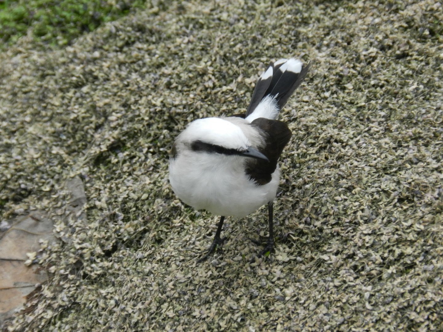 Masked-water tyrant - Arraial do Cabo, RJ Brazil