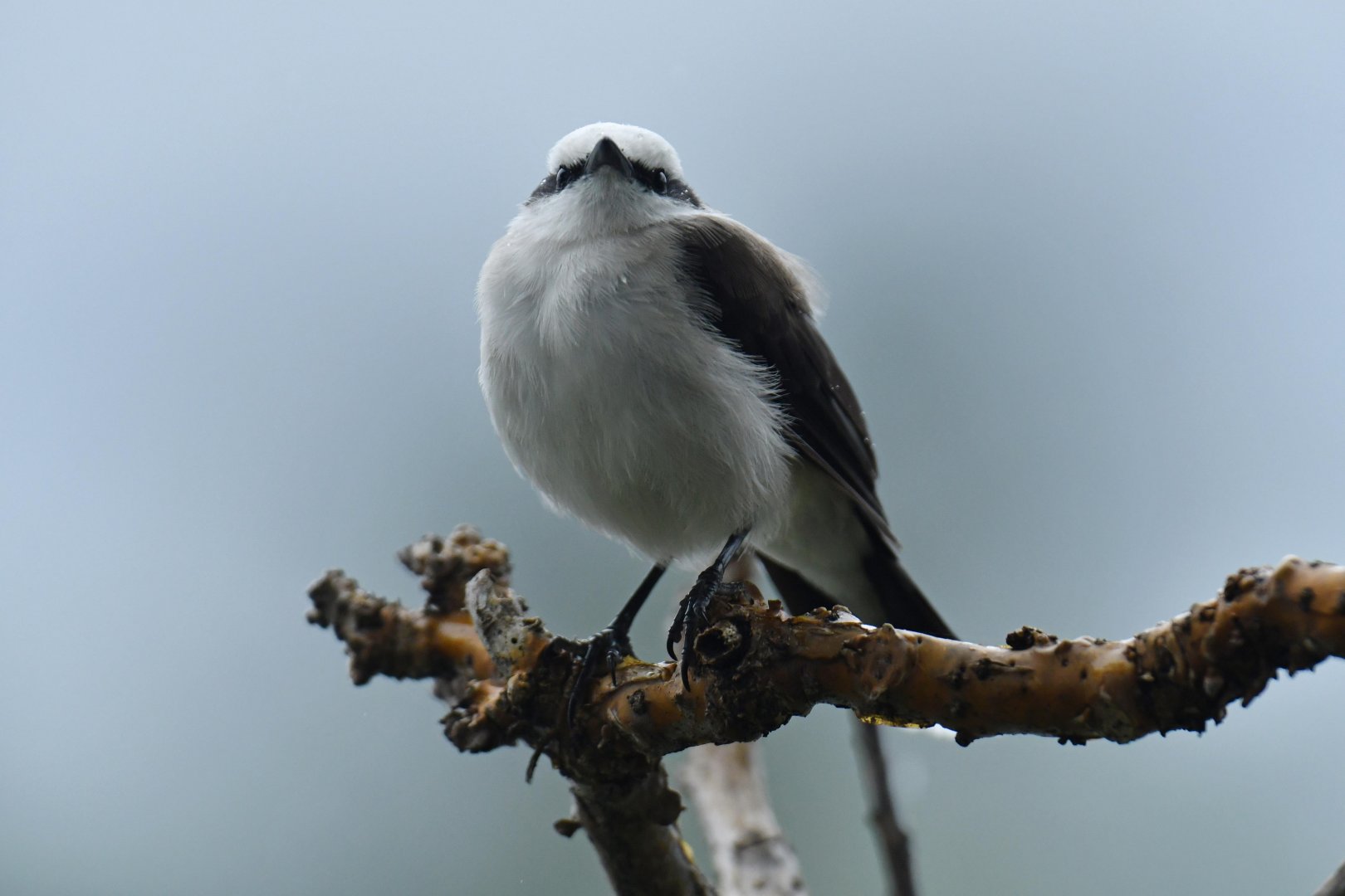 Masked Water Tyrant (Fluvicola nengeta)