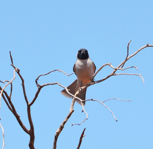 Masked woodswallow 1