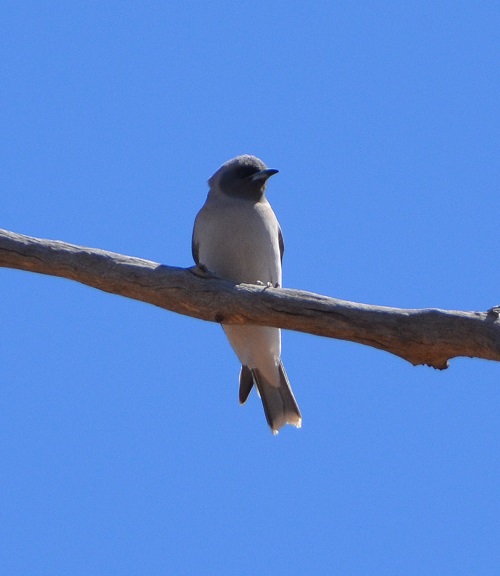 Masked woodswallow.