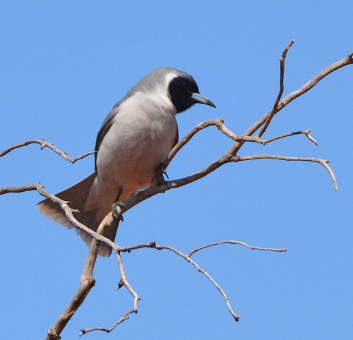 Masked woodswallow.