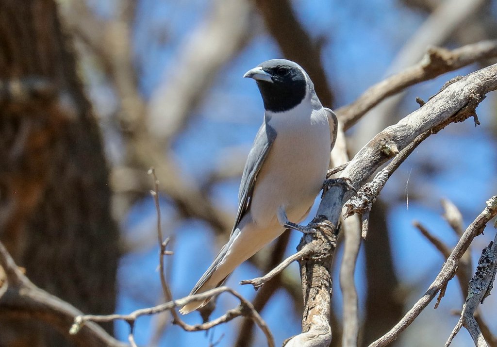 Masked Woodswallow