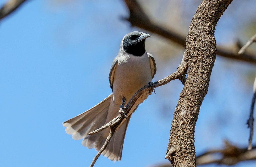 Masked Woodswallow