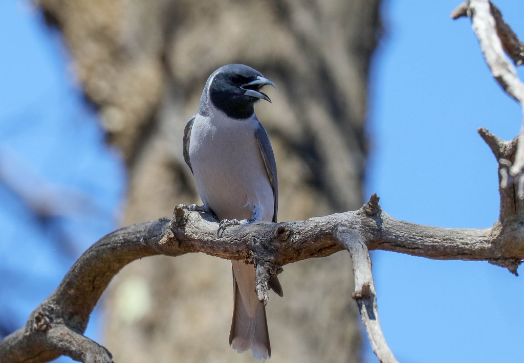 Masked Woodswallow