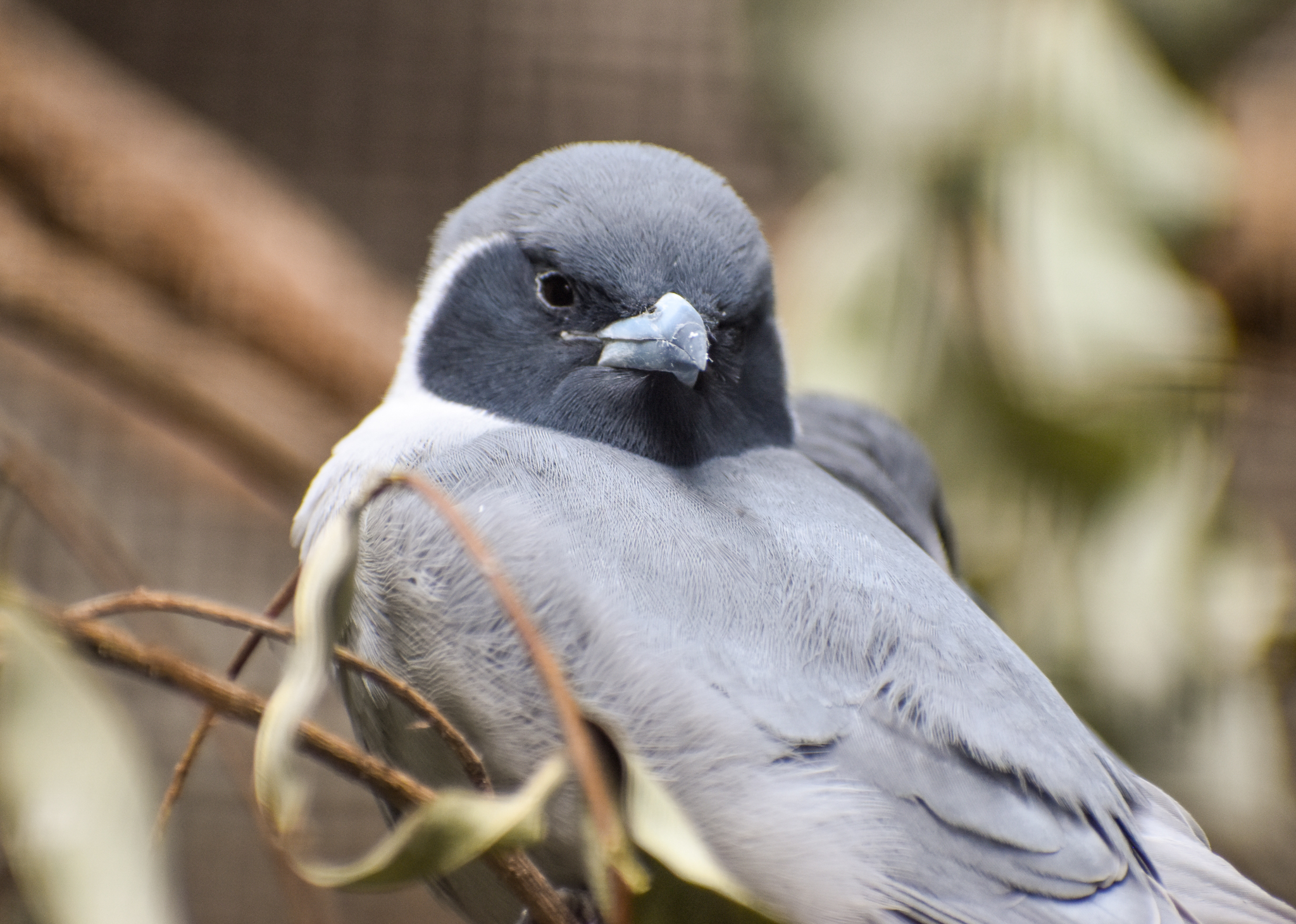 Masked Woodswallow