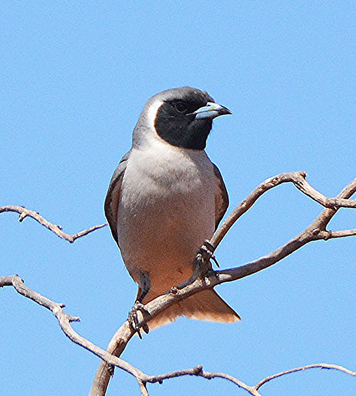Masked woodswallow