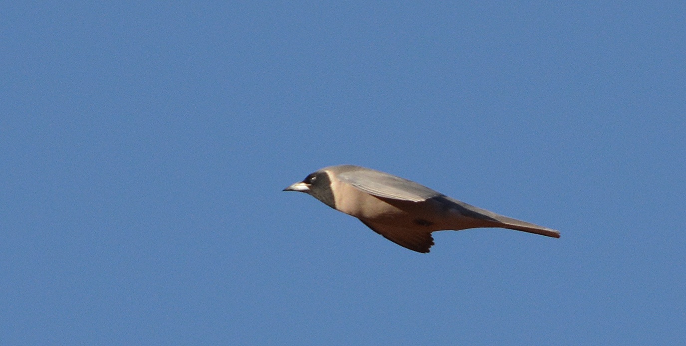 Masked woodswallow
