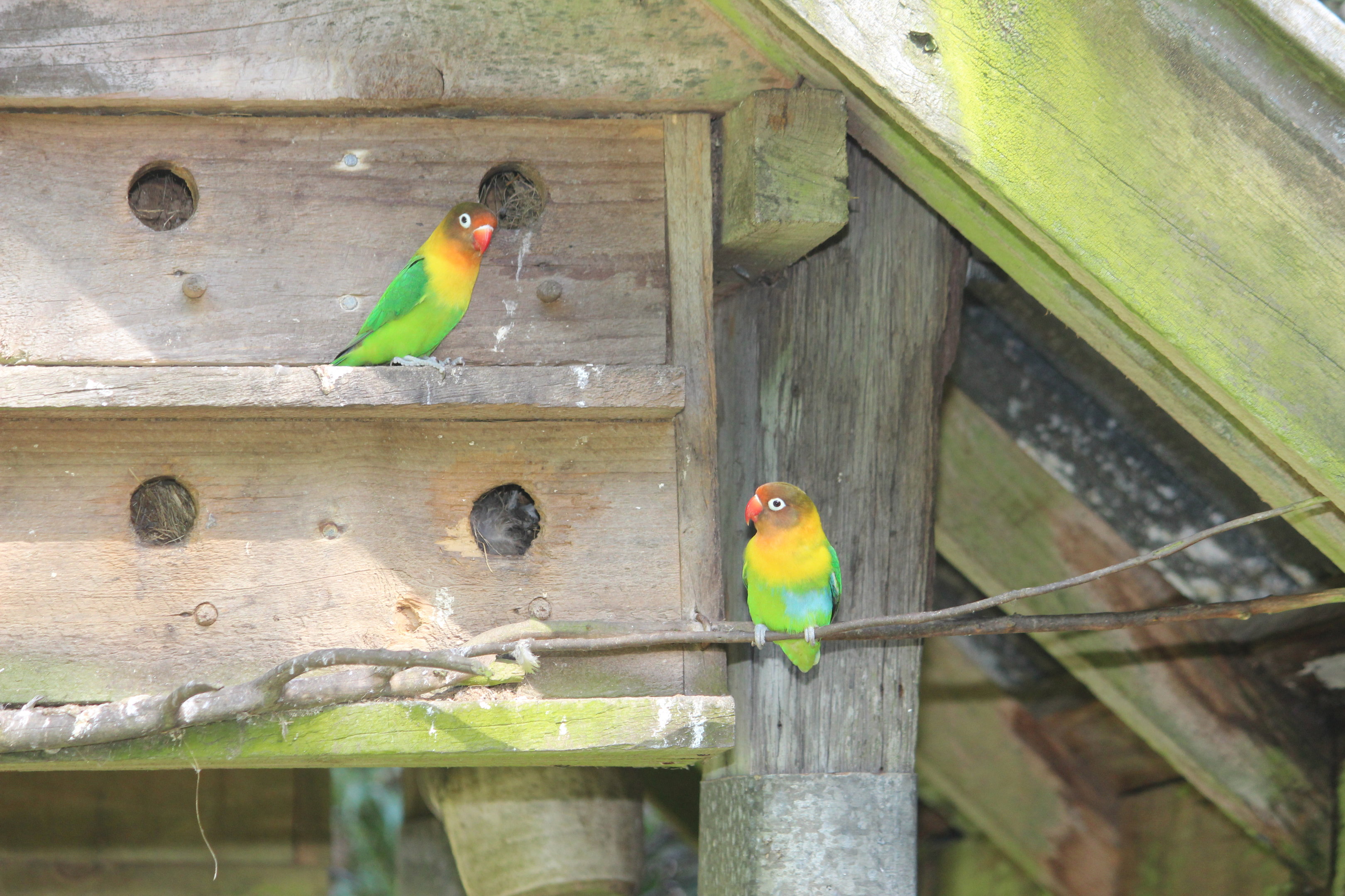 Masked x Fischer's hybrid lovebirds