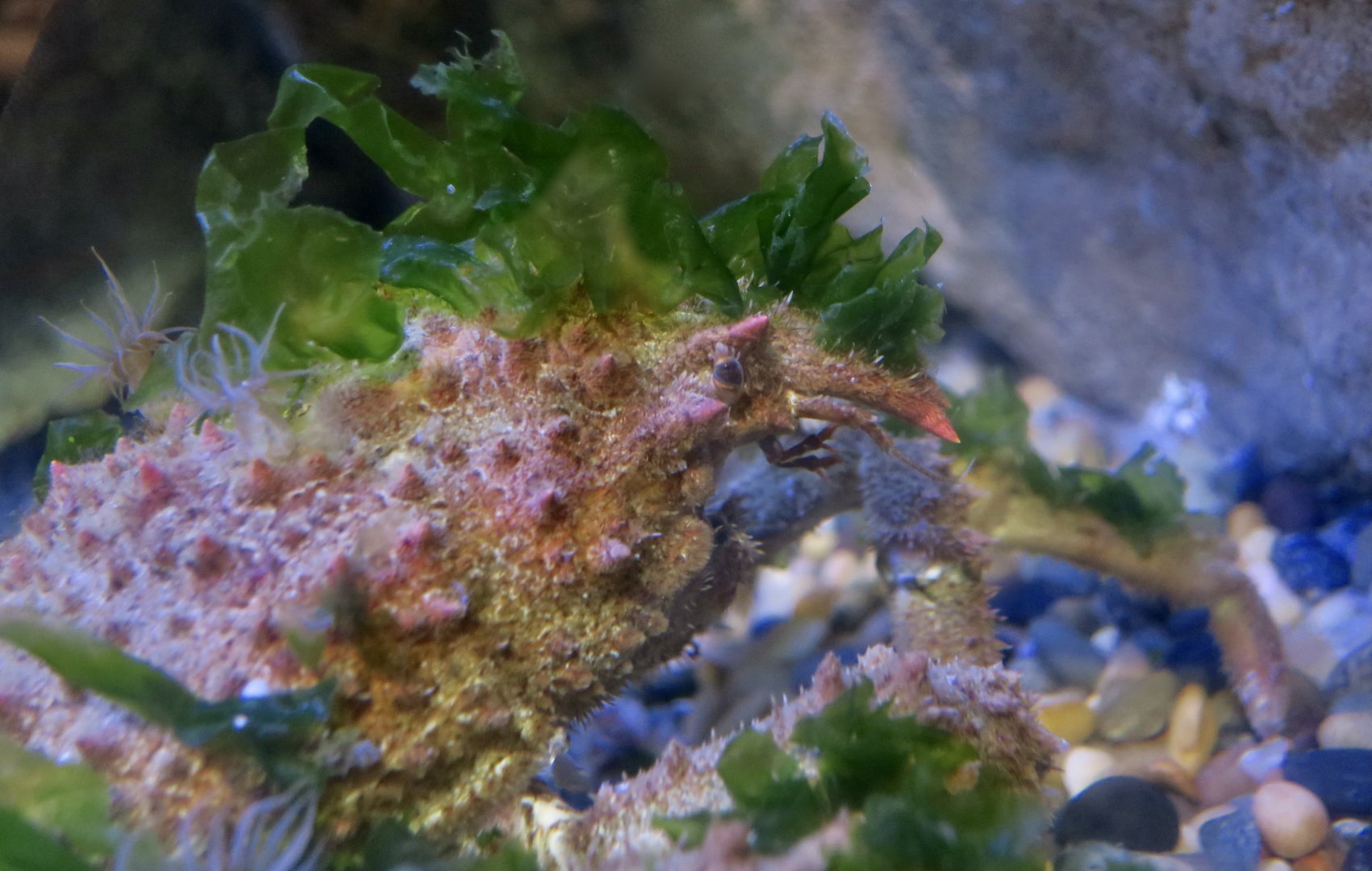 Masking Crab (Loxorhynchus crispatus)