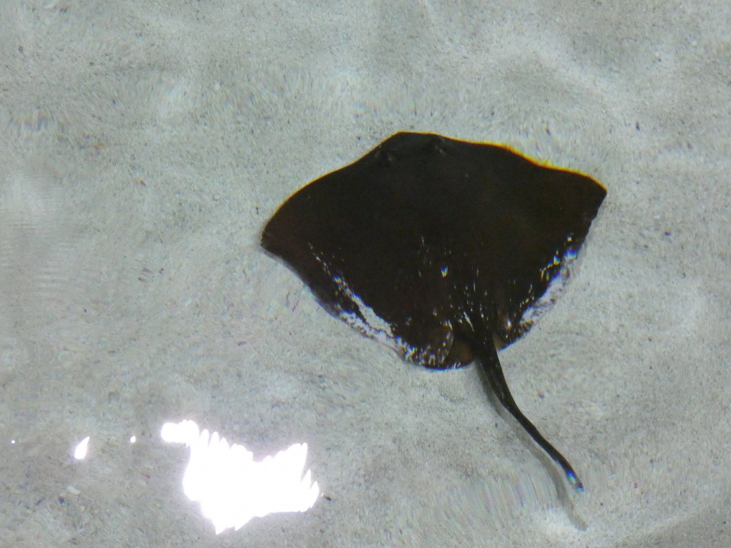 Maskray sp. darker ray