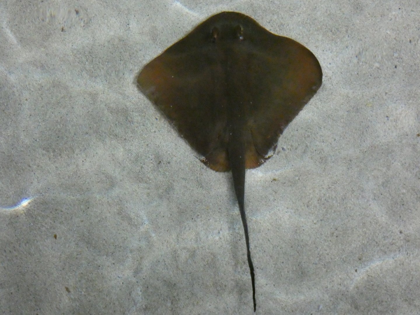 Maskray sp. lighter ray