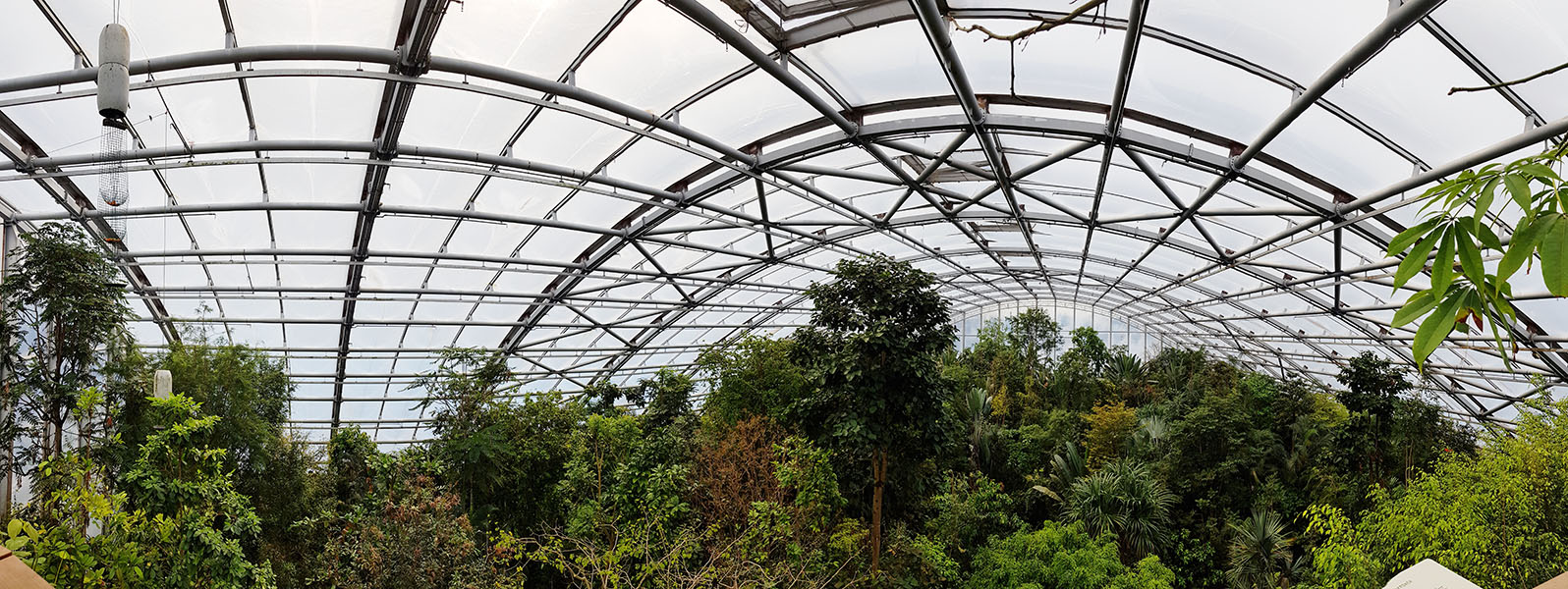 Masoala canopy panorama