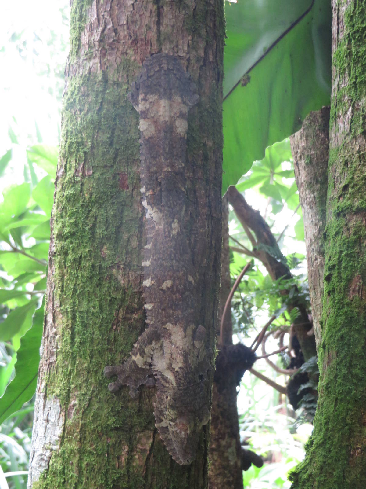 Masoala - Giant leaf-tailed gecko