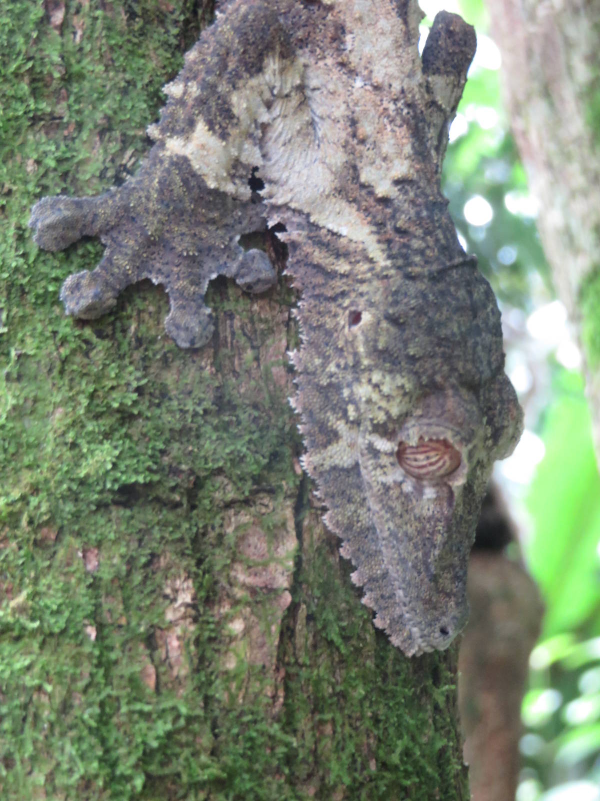 Masoala - Giant leaf-tailed gecko
