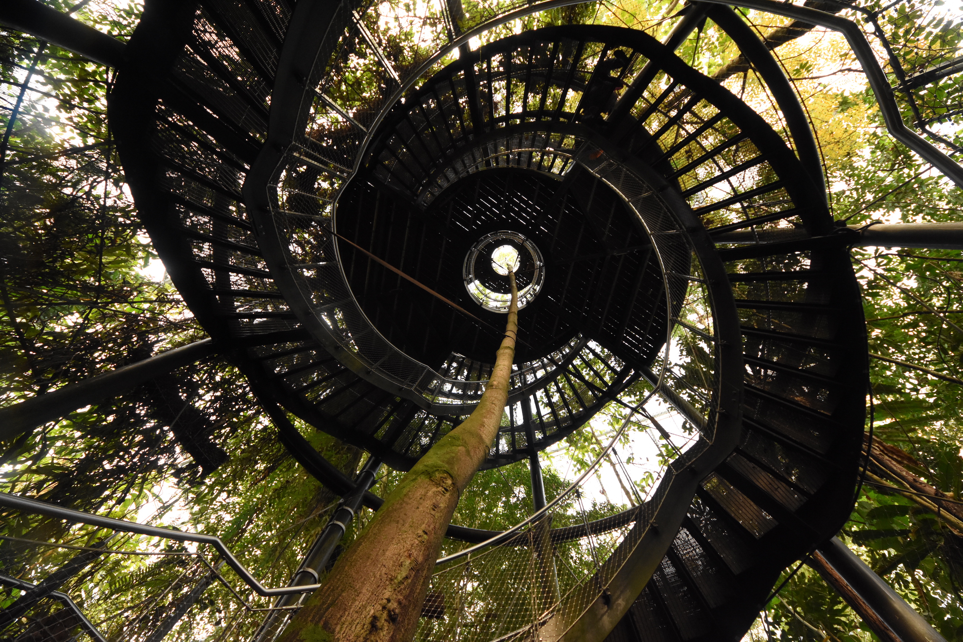 Masoala hall - Treetop walk
