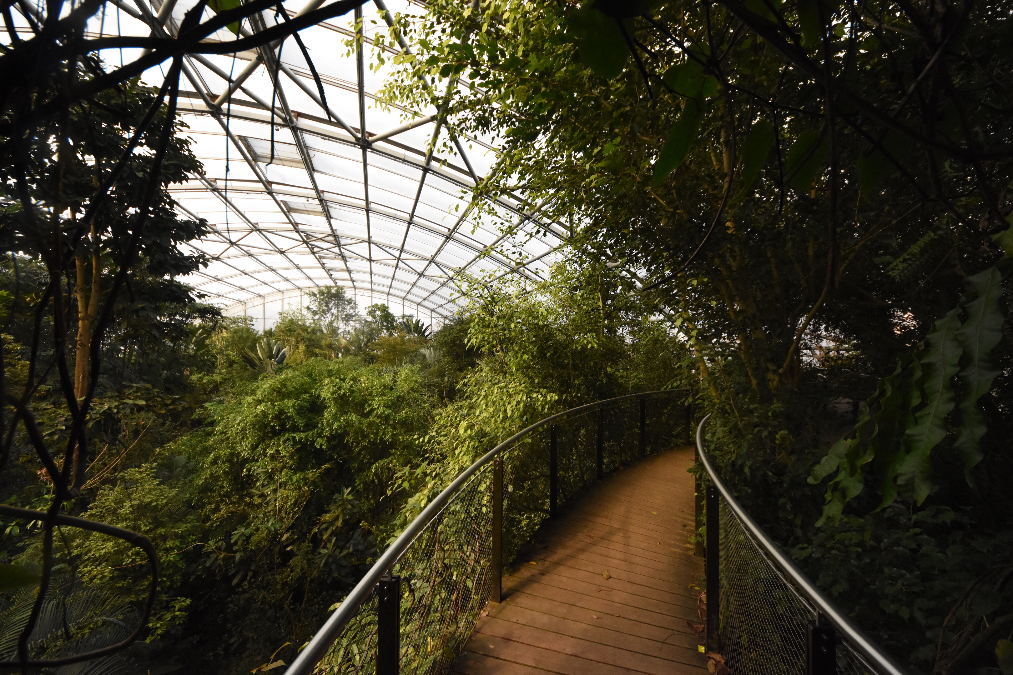 Masoala hall - Treetop walk