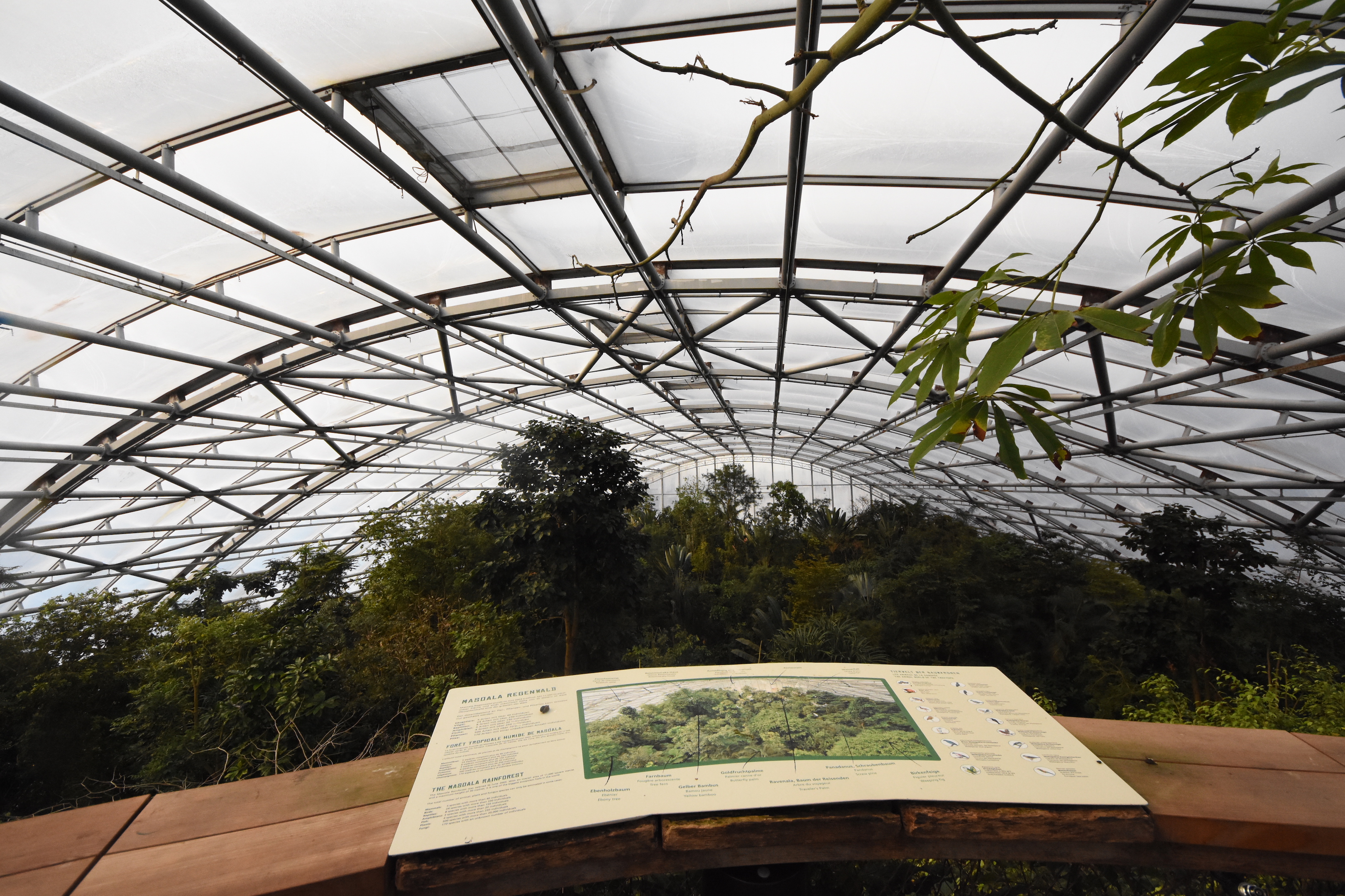 Masoala hall - Viewpoint