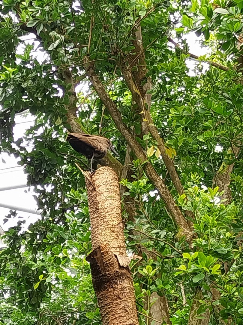 Masoala - Hamerkop (Scopus umbretta)