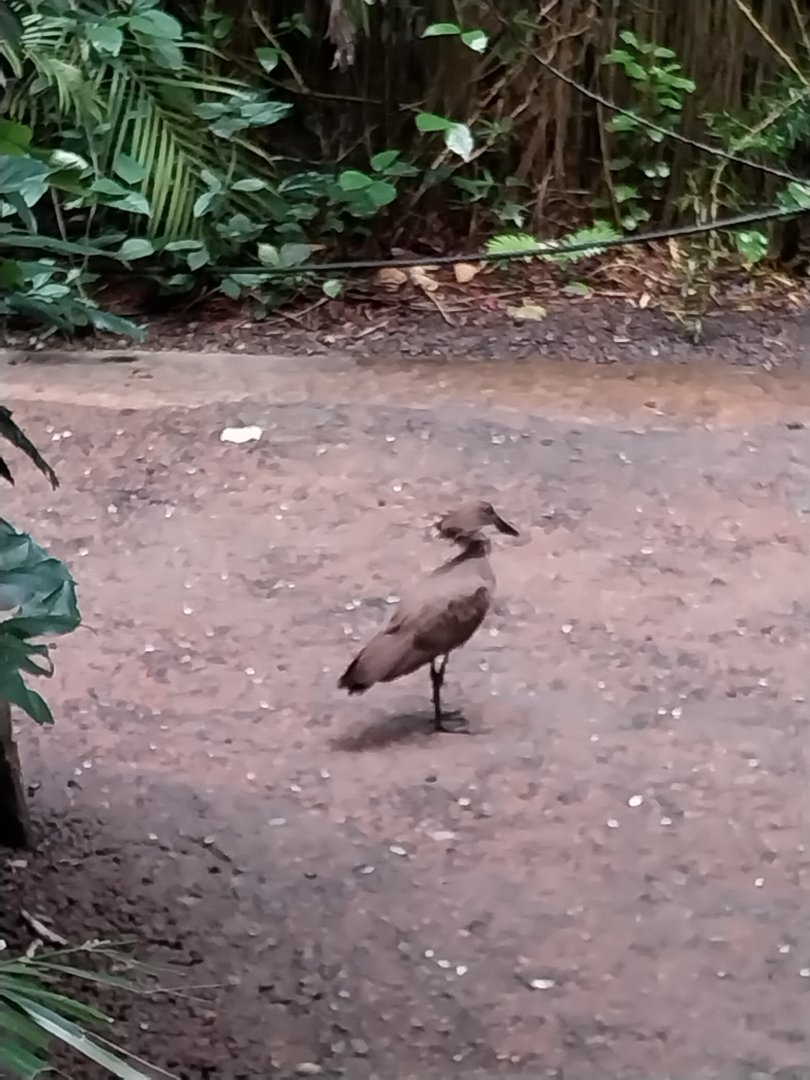 Masoala - Hamerkop (Scopus umbretta)