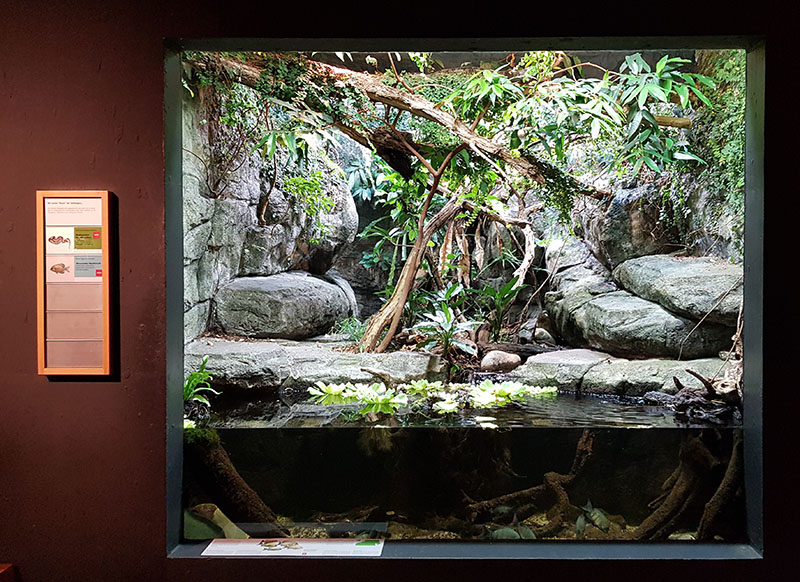 Masoala: Information center boa terrarium