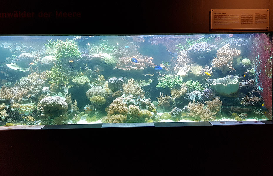 Masoala: Information center coral reef tank