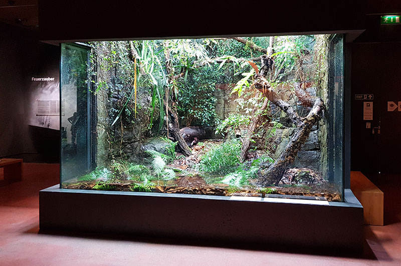 Masoala: Information center tomato frog vivarium