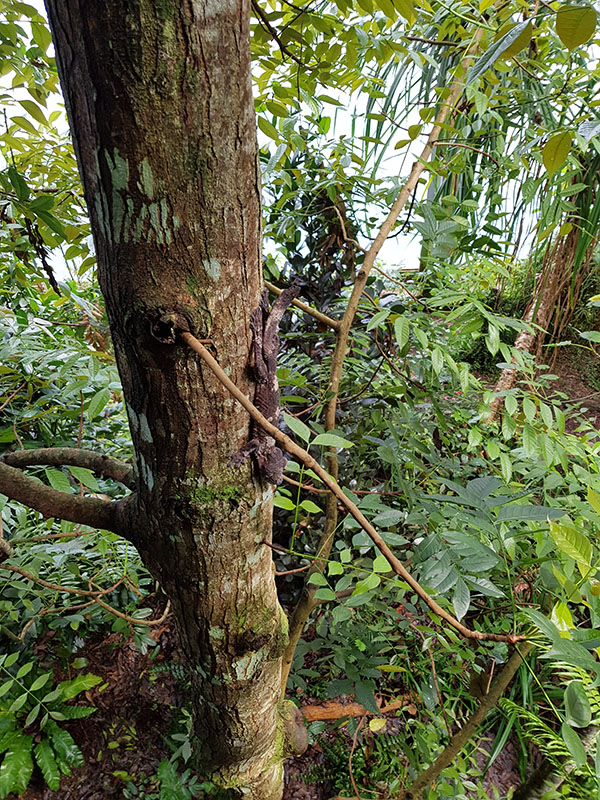 Masoala: Leaf Tail Gecko