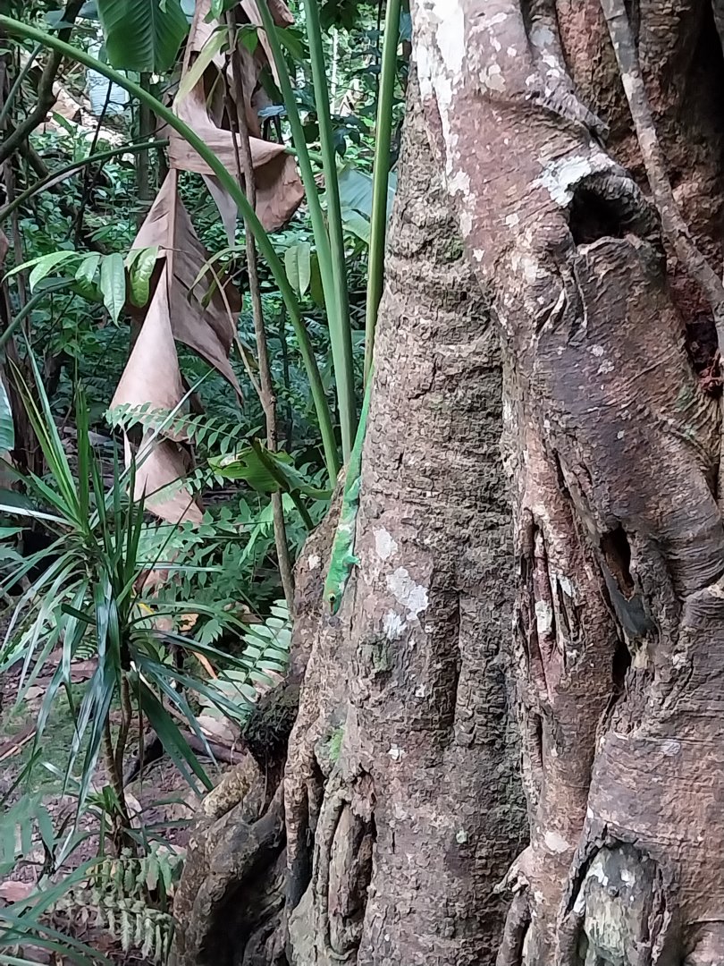 Masoala - Madagascar day gecko (Phelsuma madagascariensis)