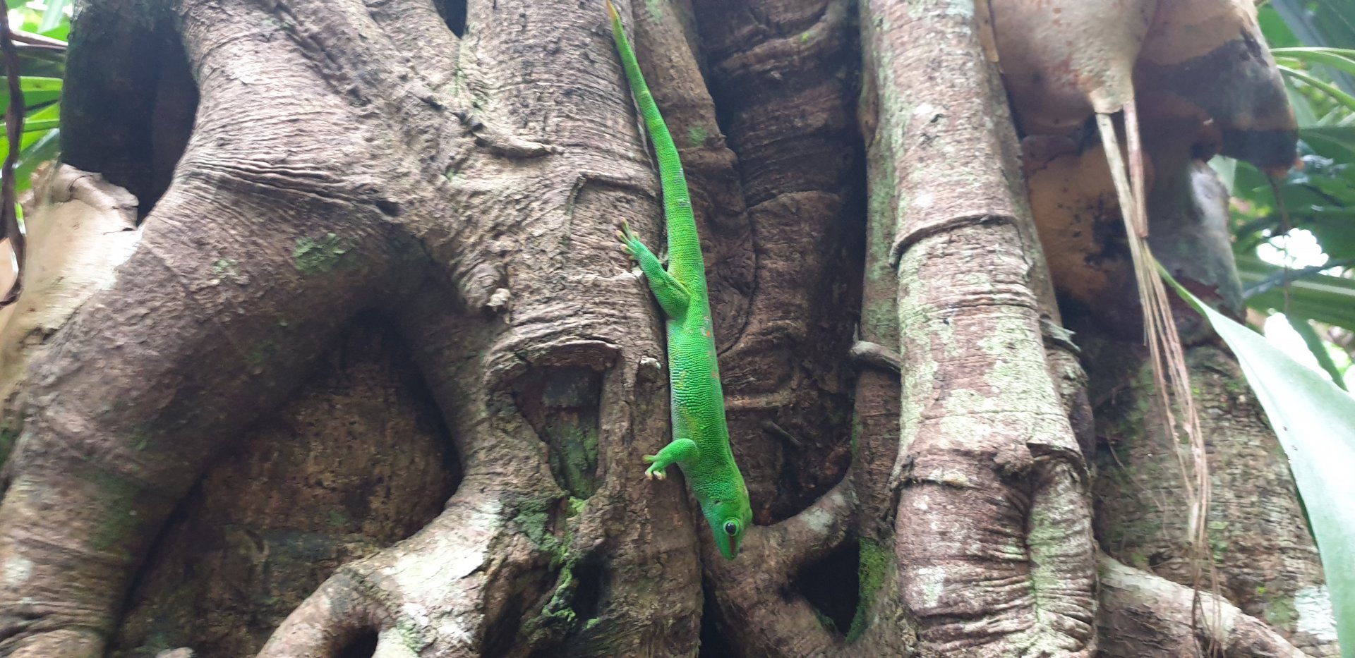 Masoala, Madagascar day geco